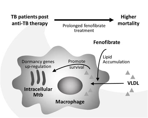 Fenofibrate: Uses, Interactions, Mechanism of Action